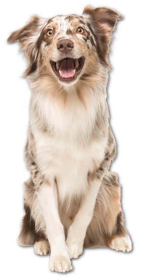 Aussie & Friends Mobile Dog Grooming