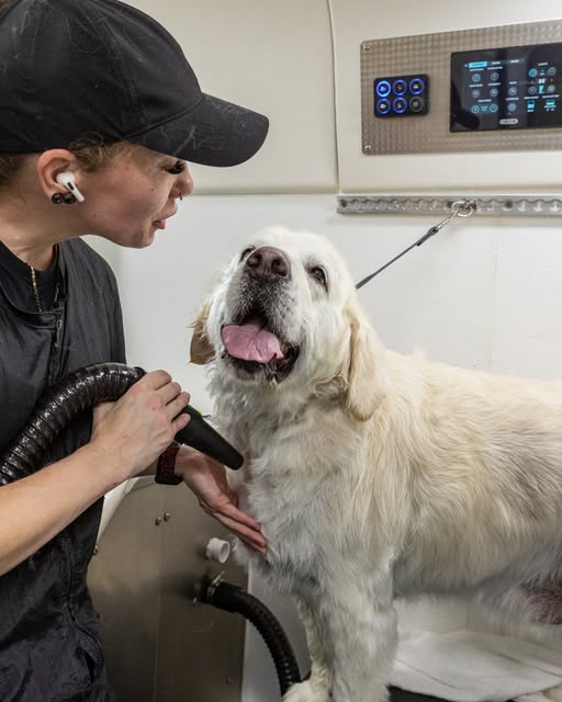 Dog during or after a mobile grooming appointment
