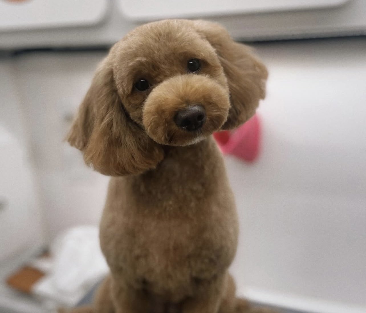 Fluffy puppy featured by Baci & Buca