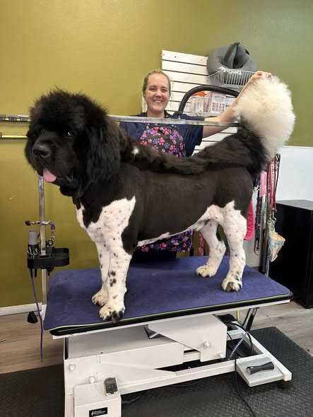 Behind-the-scenes image from Bad To The Bone Pet Grooming