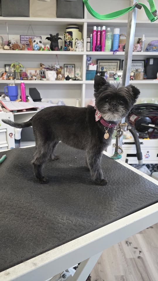 Bad to the Bone Pet Grooming official profile image