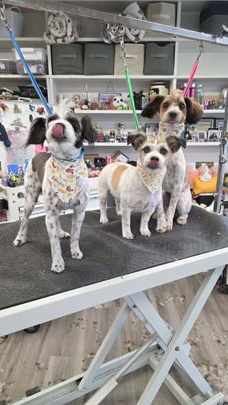 Groomed pet photo from Bad to the Bone Pet Grooming