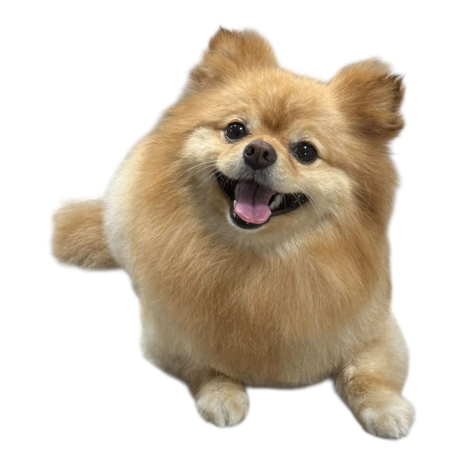 Freshly groomed dog from Bailey & Friends gallery