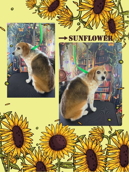 Senior dog grooming result from Bark and Bloom Mobile Pet Grooming LLC