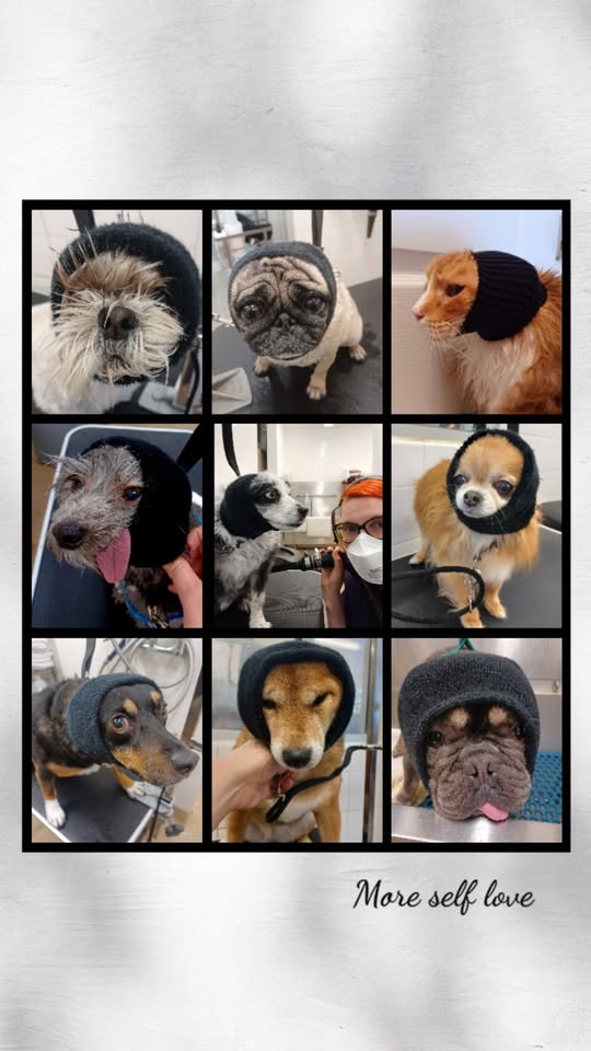 Bark and Bloom Mobile Pet Grooming LLC cover image