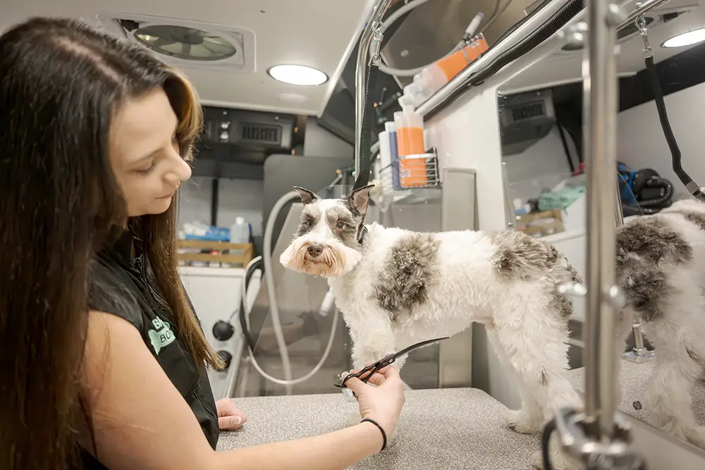 Inside Bark and Bone mobile grooming setup
