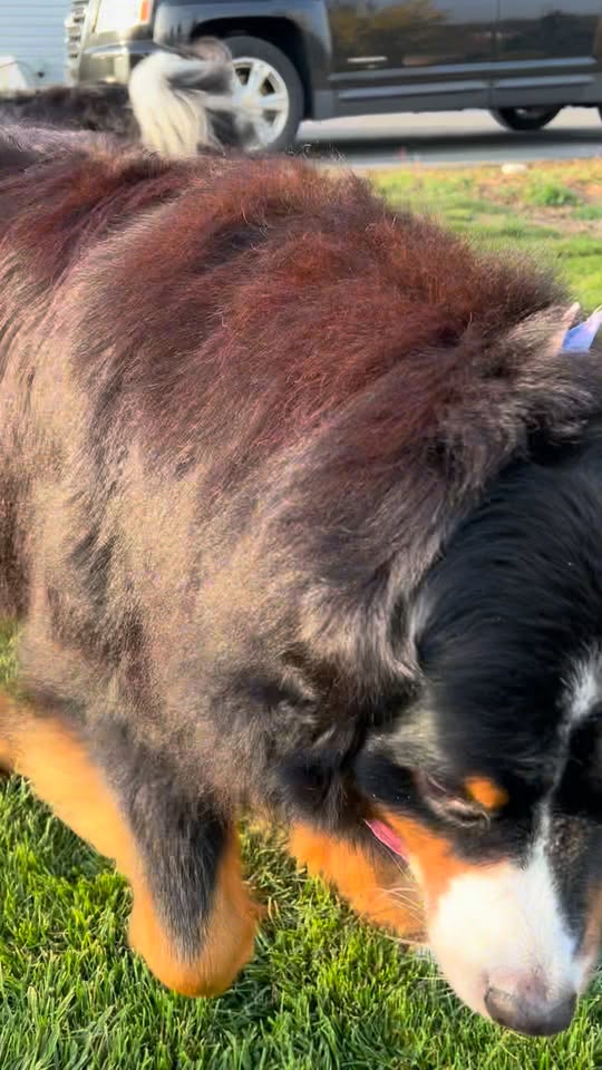 Freshly groomed dogs from Bark and Bubbles recent post
