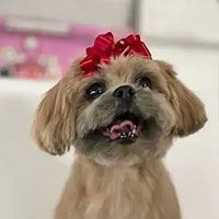 Freshly groomed small dog from Bark N Park Mobile Grooming