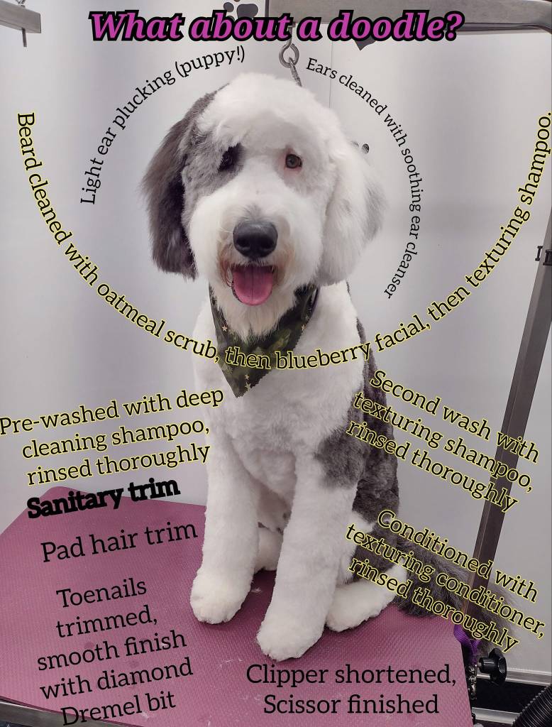 Freshly groomed dog from Bark of All Trades gallery