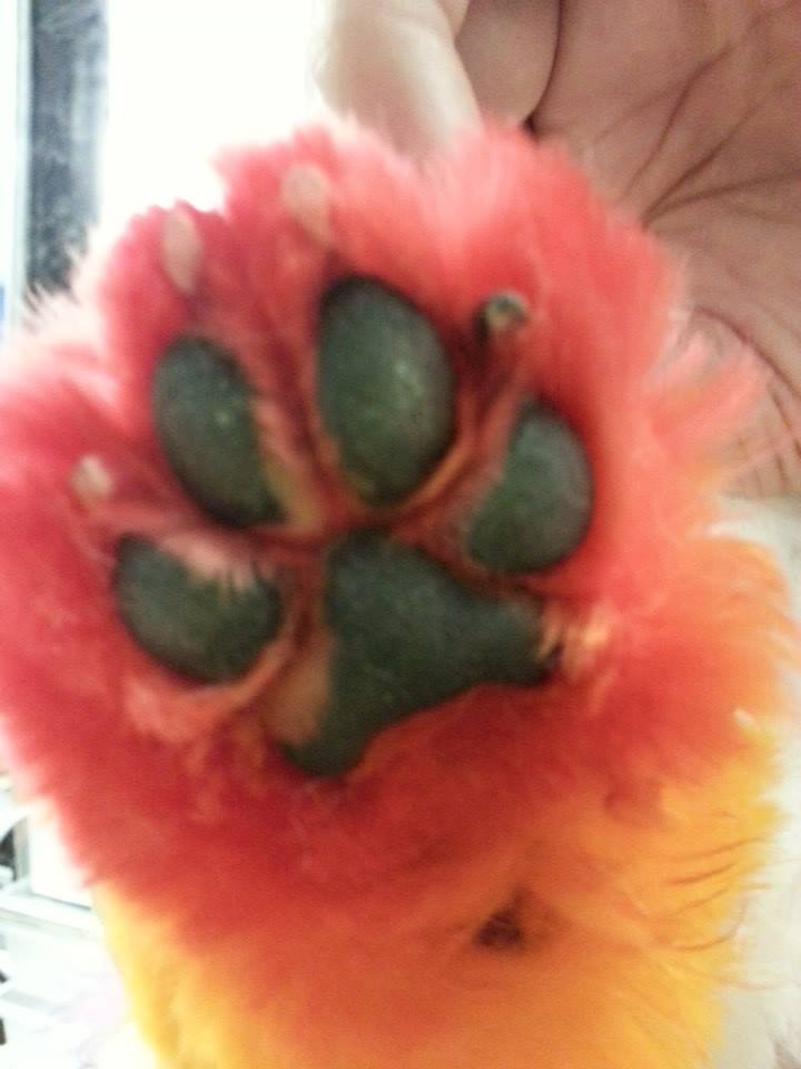 BarkBark Boutique Mobile Grooming