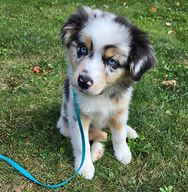 Barks and Bubbles Mobile Spa