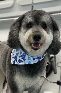 Freshly groomed doodle shown by Barks and Bubbles Mobile Spa
