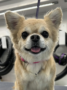 Groomed small dog from Barks and Bubbles Mobile Spa