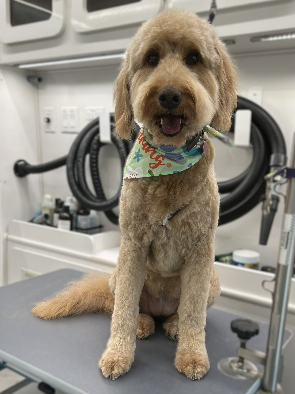 Goldendoodle after grooming from Barks and Bubbles Mobile Spa Instagram