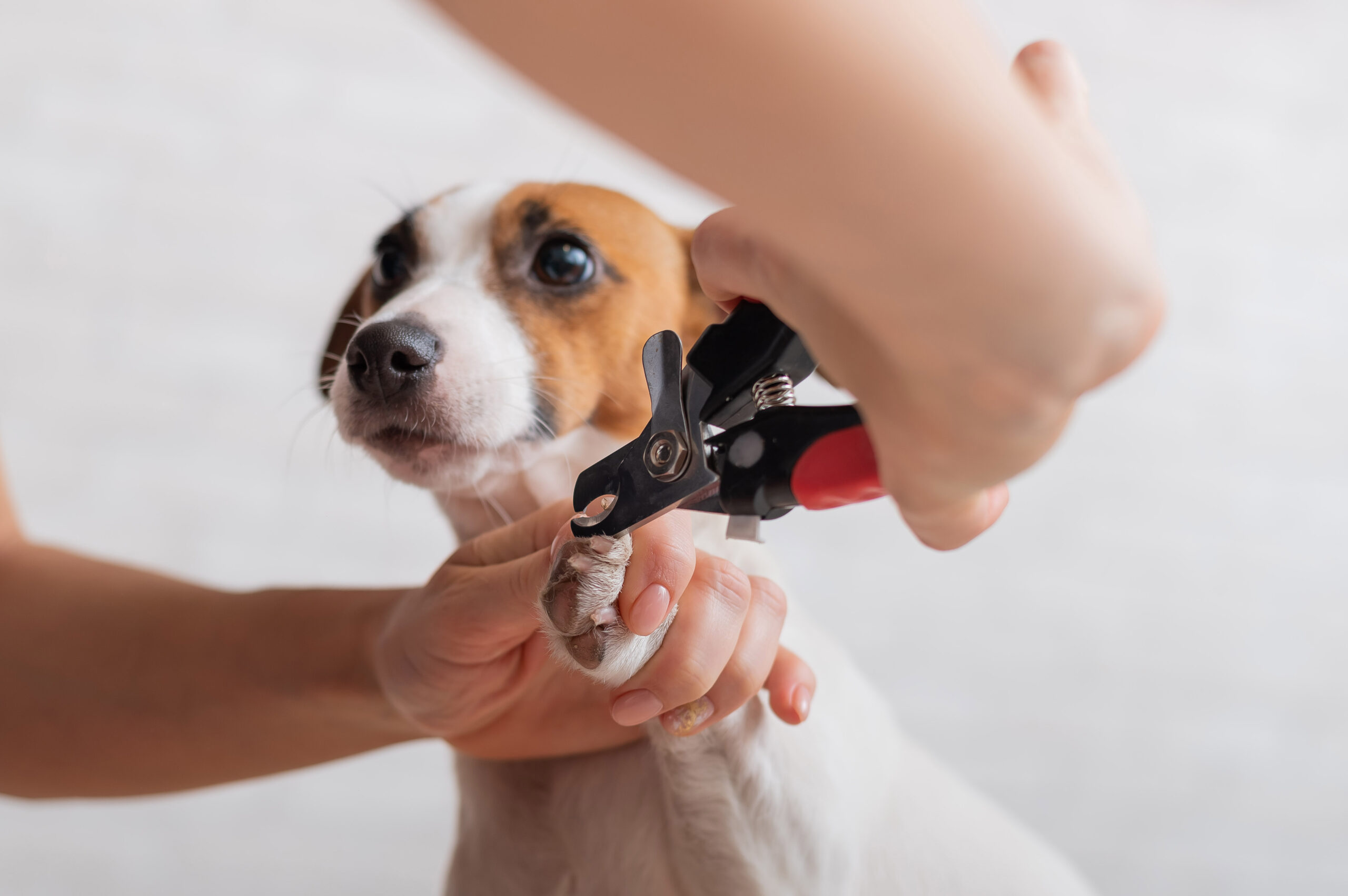 Nails ears teeth and sanitary trim service photo