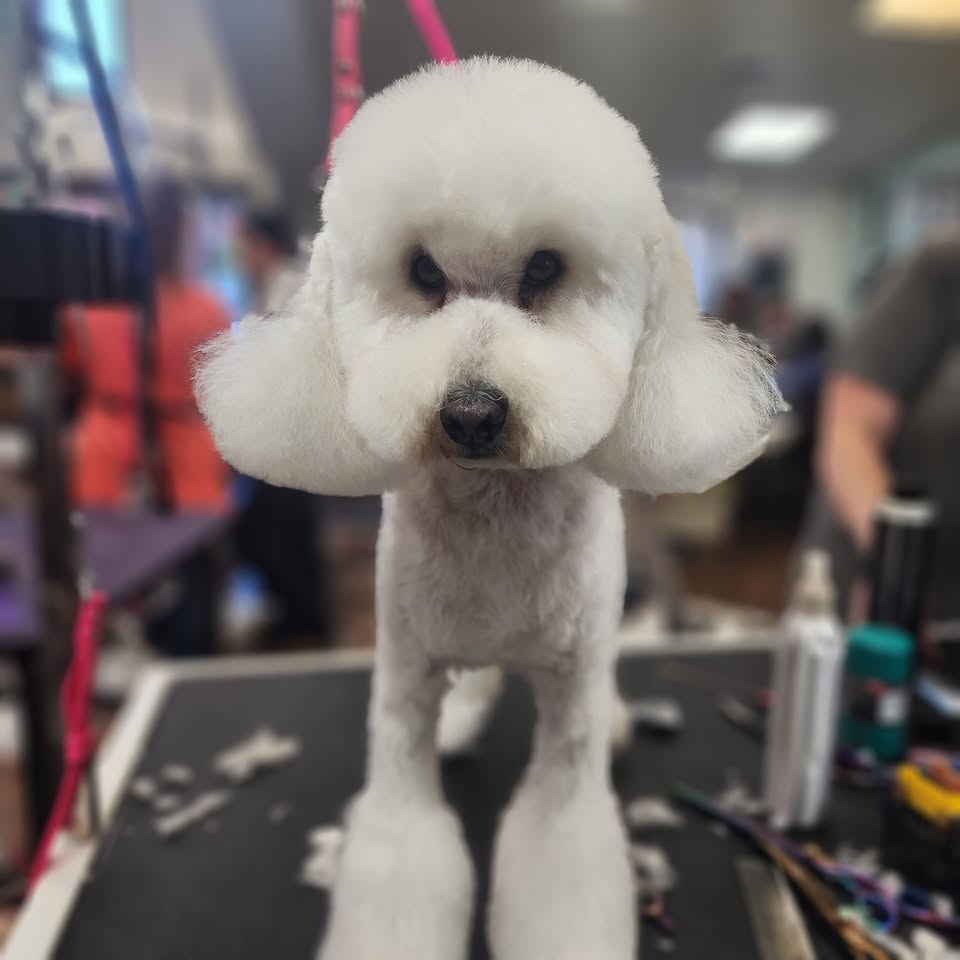 Basik-9 Mobile Grooming