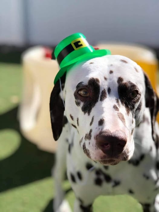 Dog photo shared by Basik-9 Mobile Grooming