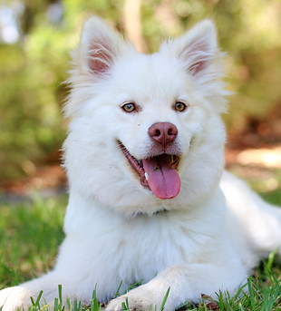 Dog featured on Bath Bark and Beyond grooming service page