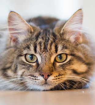 Cat featured on Bath Bark and Beyond feline grooming page