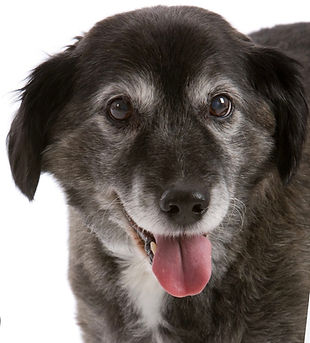 Senior dog graphic for special-needs grooming
