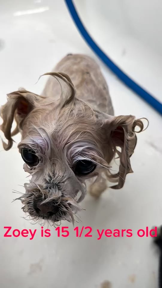 BB's Mobile Grooming gallery image 1