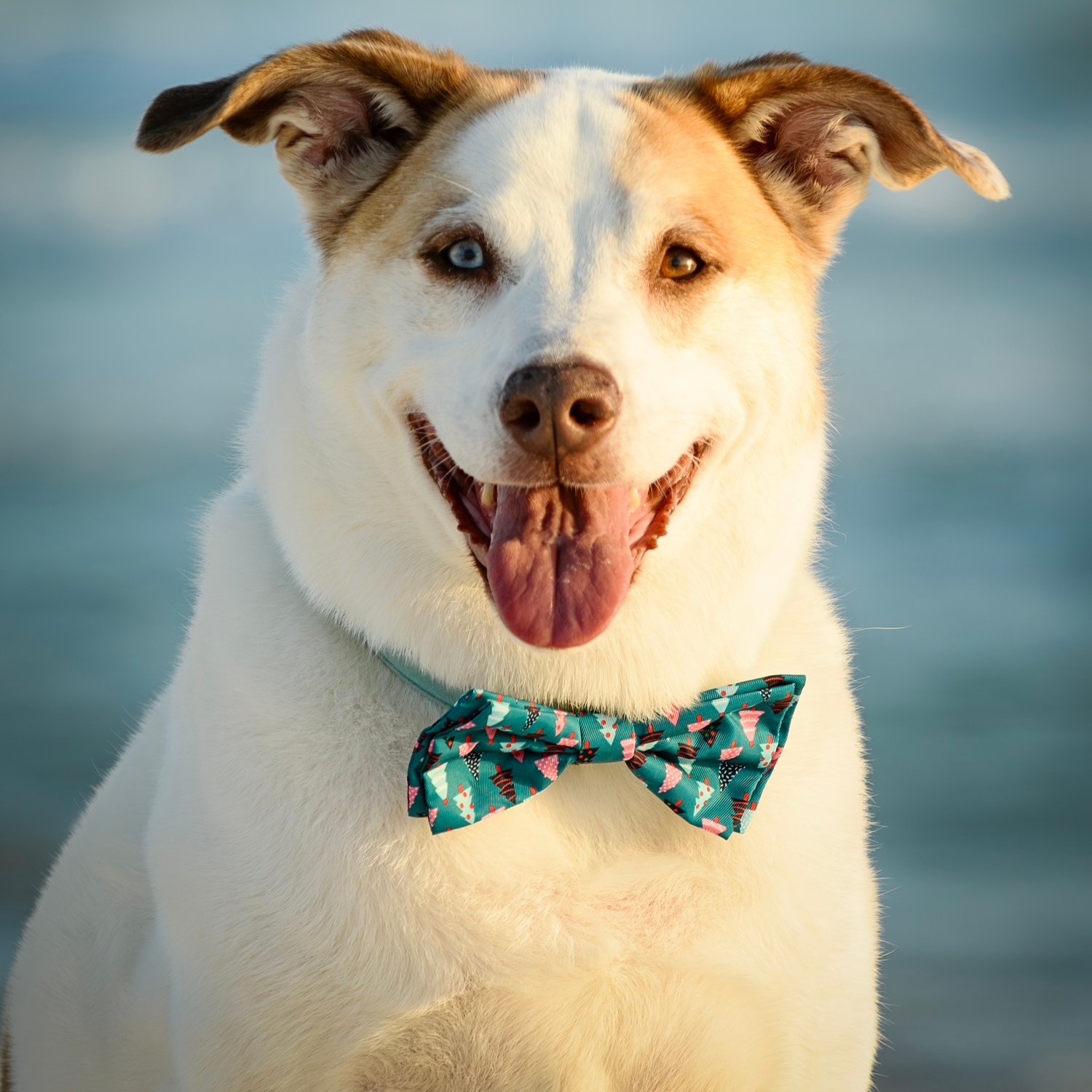 Beach Paws full service bath image