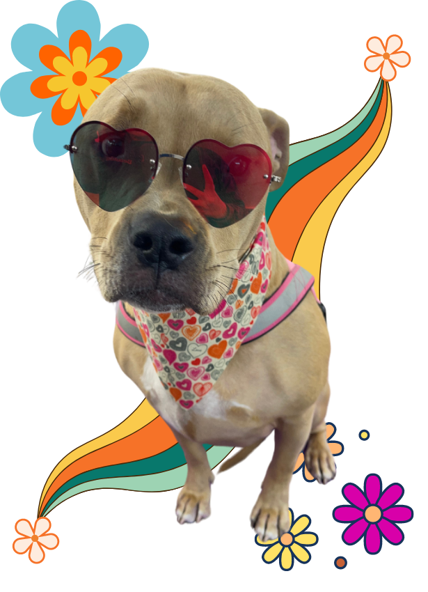 Dog illustration used by Beautiful Beast ATX