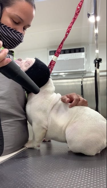 Dog in mobile grooming service by Befter