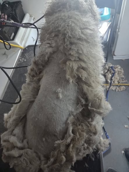 Dog being groomed by Bella's Mobile Pet Grooming Services