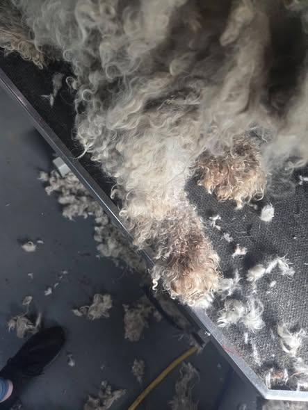 Close-up grooming photo from Bella's Mobile Pet Grooming Services