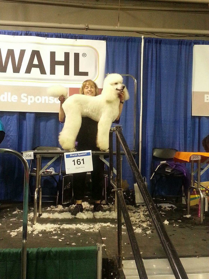 Best Friends Mobile Pet Spa