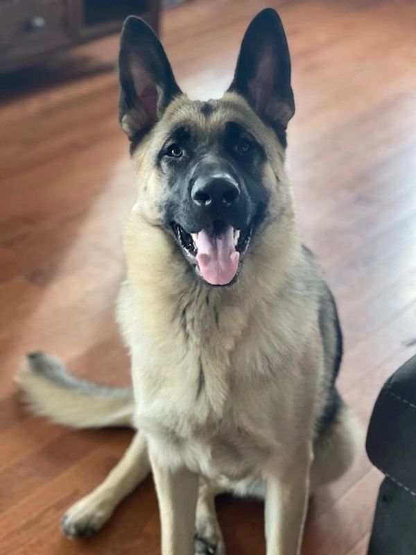 Large groomed dog shown on the Big Dogz Mobile Grooming website