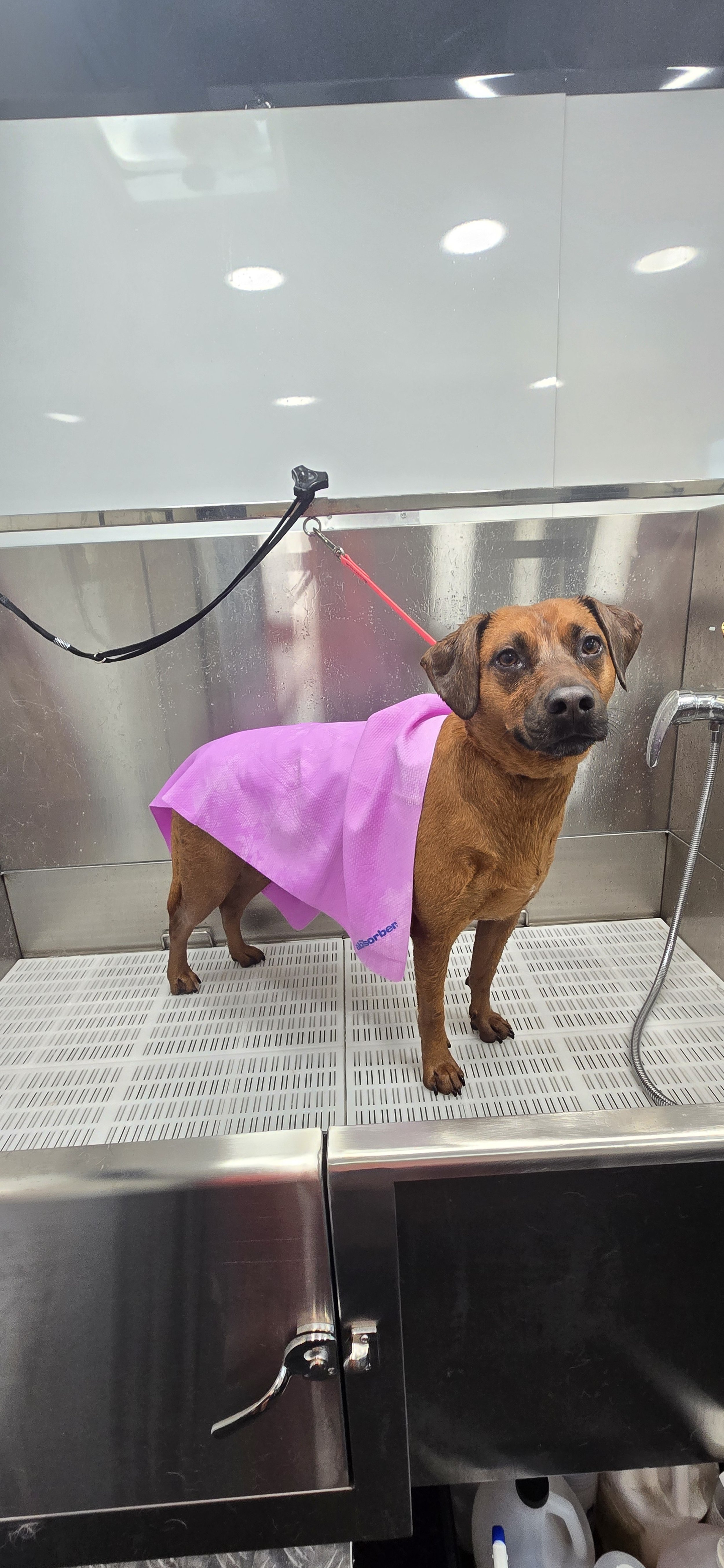 Big Lick Groom Co. mobile grooming van