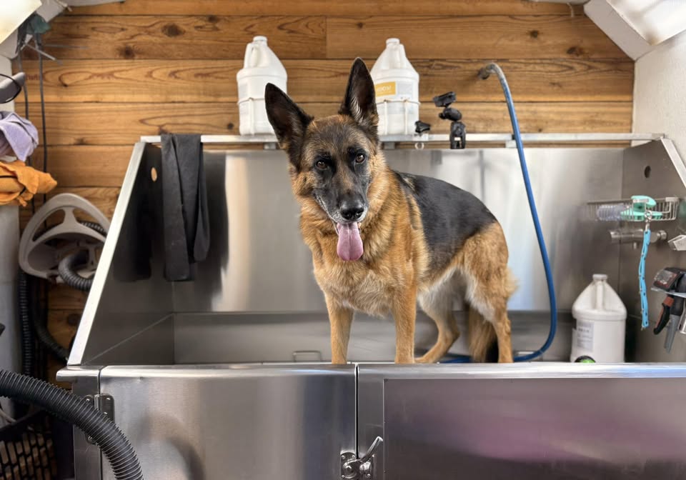 BigPaw Mobile Grooming