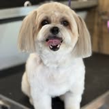 BigPaw Mobile Grooming gallery image 1