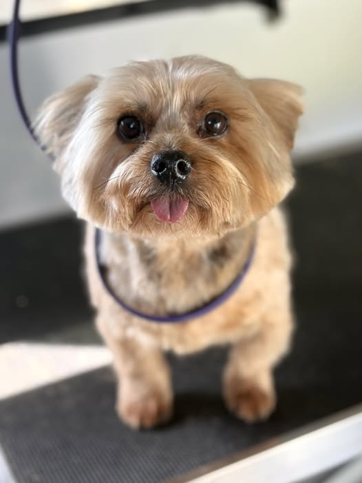 BigPaw Mobile Grooming gallery image 2