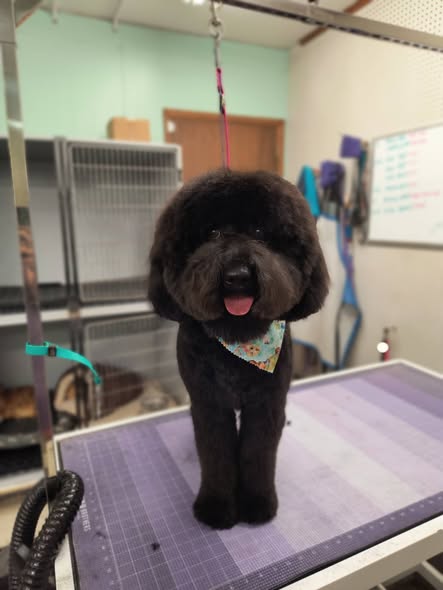 Black Hills Groom Room