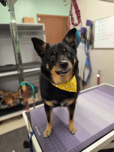 Groomed pet shared by Black Hills Groom Room