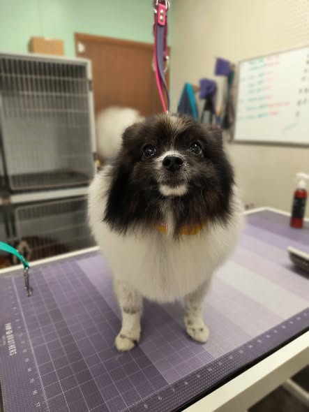 Before and after style grooming image from Black Hills Groom Room