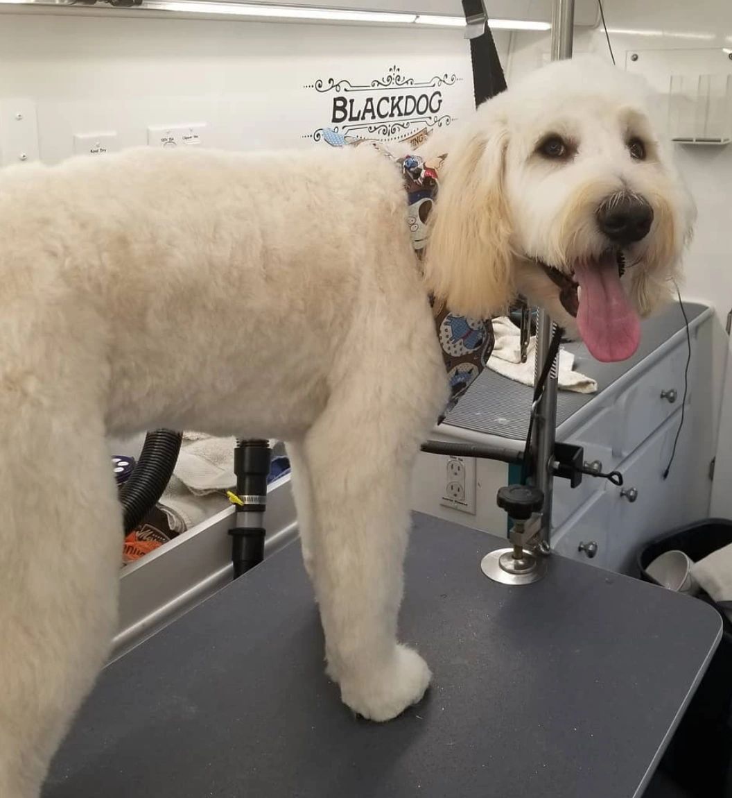 BlackDog Mobile Pet Grooming service image