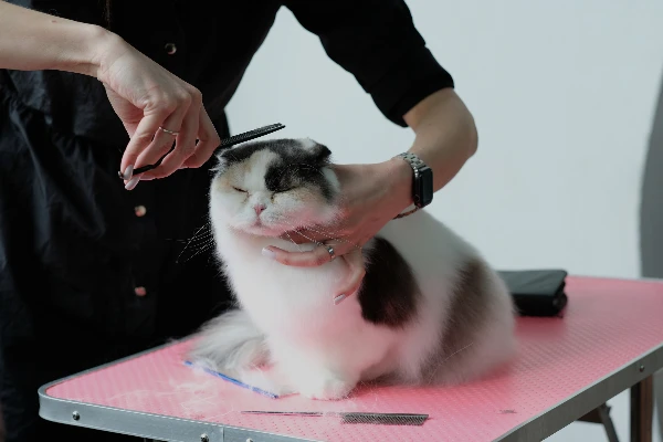 Cat grooming image for Bling Pet Groomer
