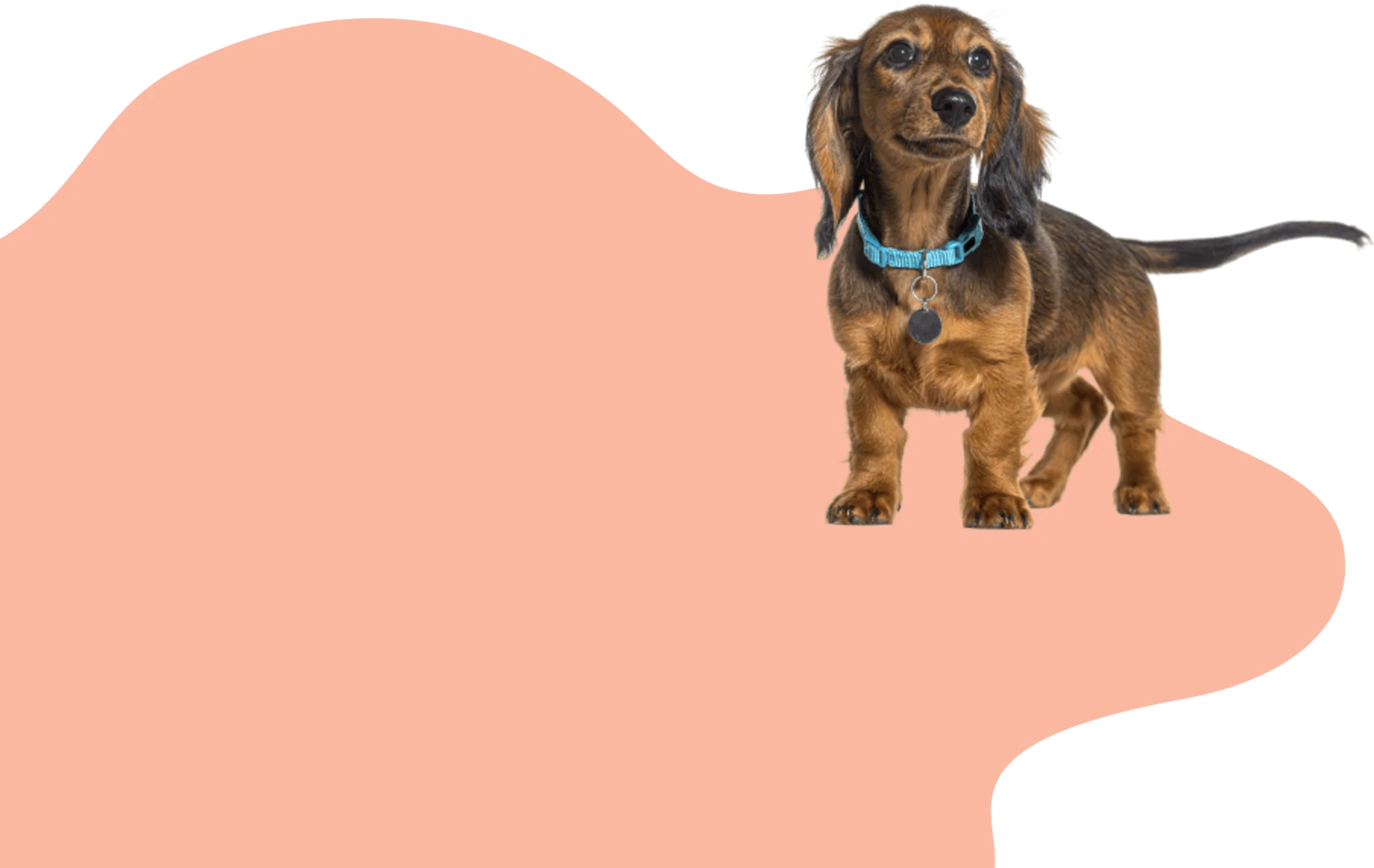 Professional pet grooming promotional image