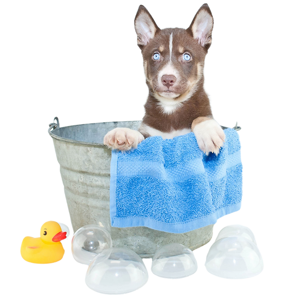 Blooms Grooms Mobile