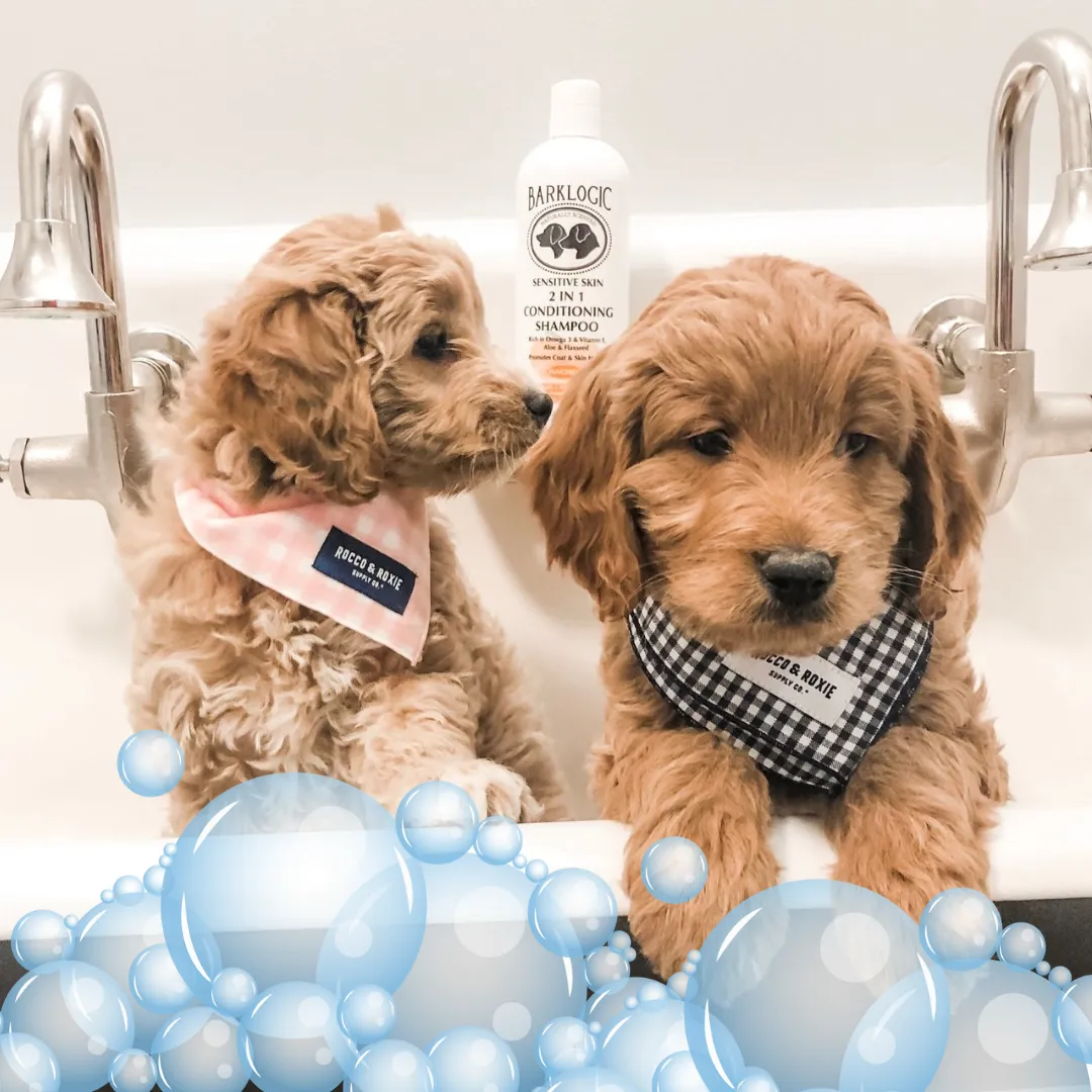 Blue Dog mobile grooming setup