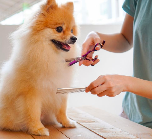 Blue Dog mobile salon illustration or service image