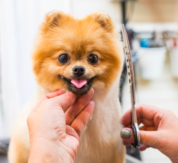 Blue Dog mobile salon features image