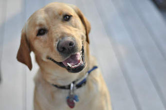 Freshly groomed dog from Bow Wow Spaw