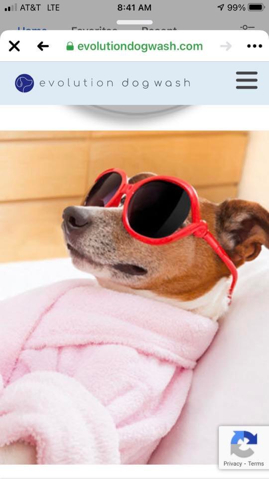 Bows & Toes Pet Grooming by Tonya