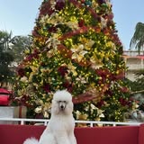 Additional grooming result photo from Bows & Toes gallery