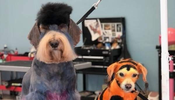 Brandi's Mobile Grooming official Facebook image